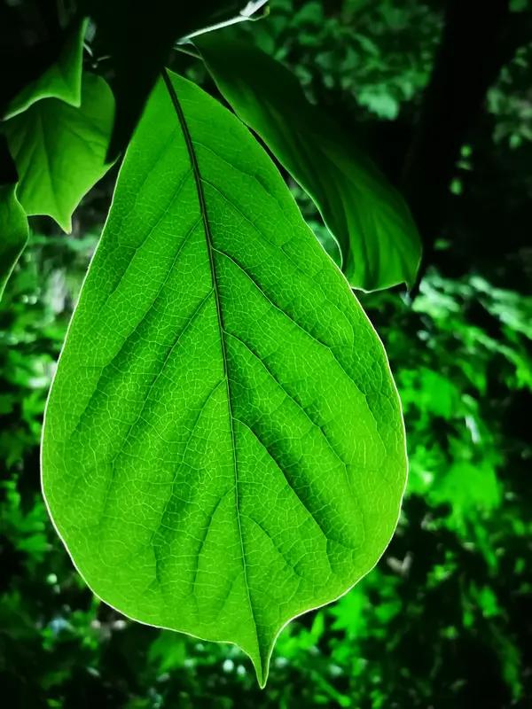 AI妙生图轻风吹绿叶。