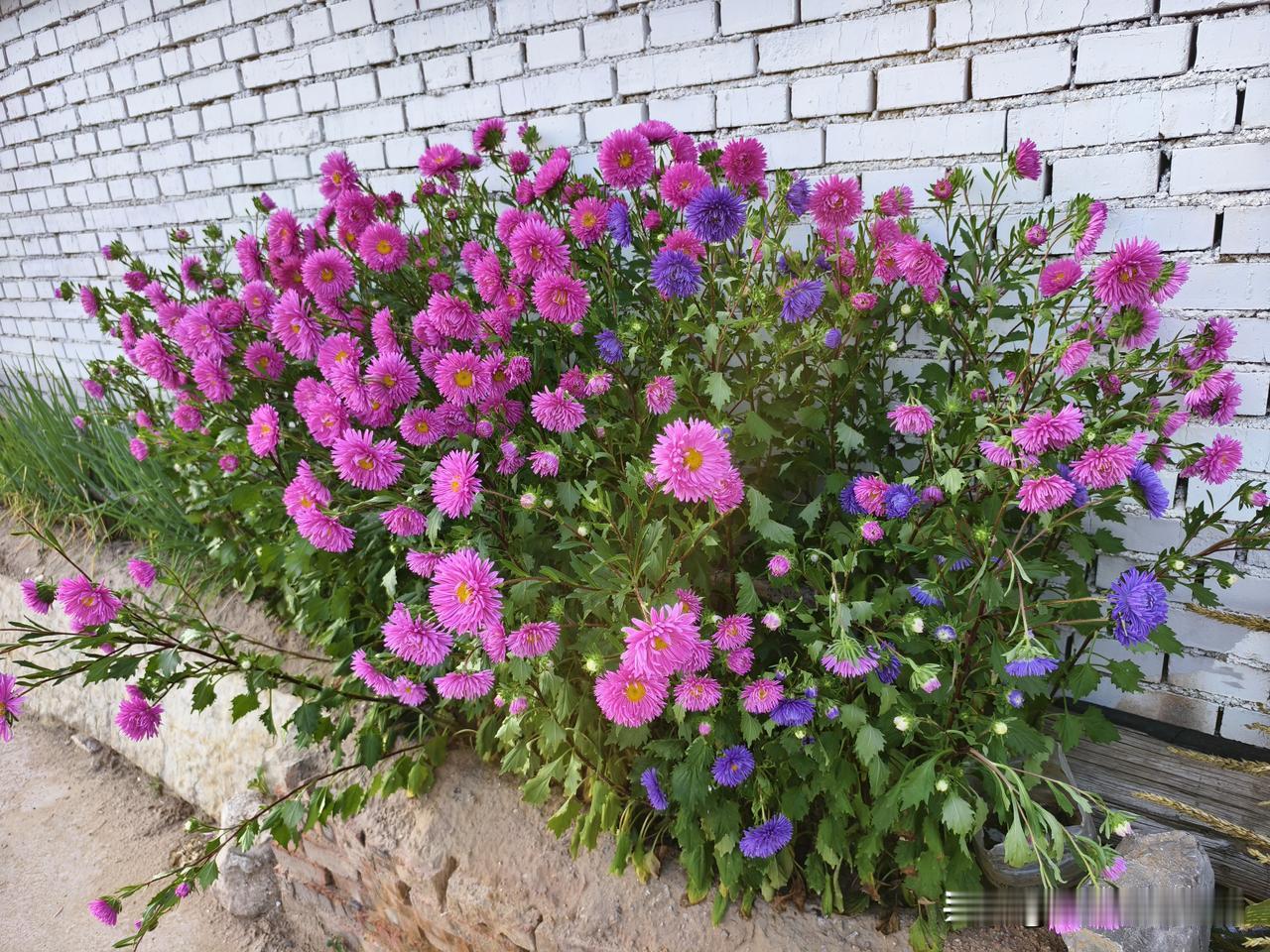 秋日生活打卡季 山西偏关猫姐平时很少来这种人多热闹的地方，但是今天是“打整工”来