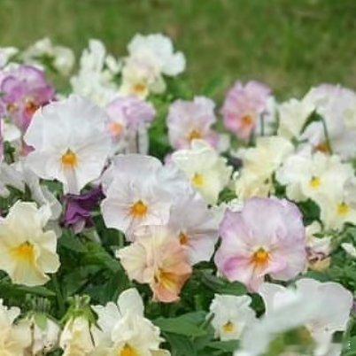 💎每日一善🍊阳光信用💛    12：00 中午好     欲成大树，莫与草