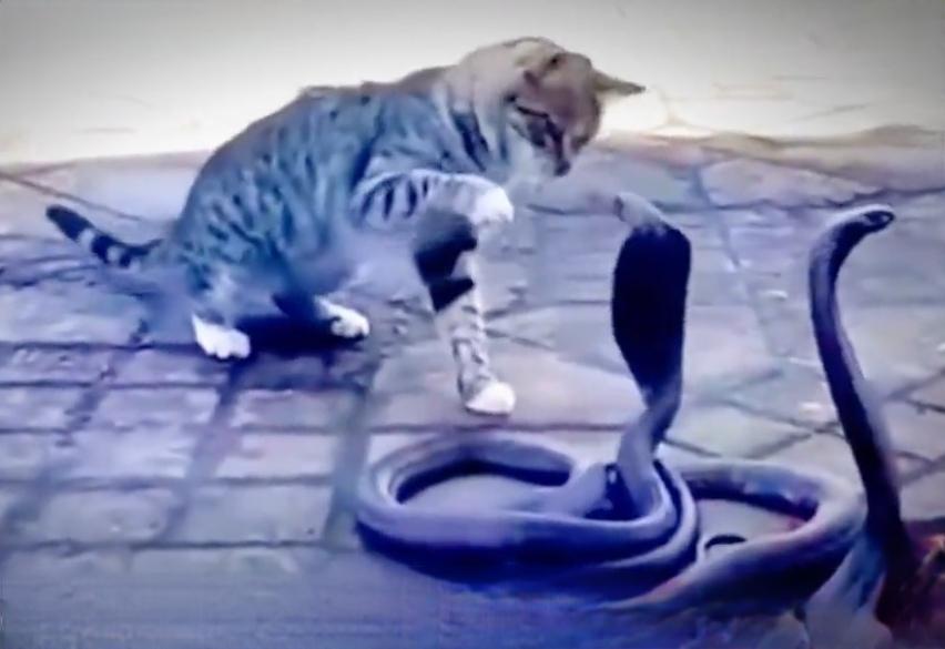＃猫咪为什么能打败眼镜蛇＃
    猫咪的祖先长期与蛇类共存，捕蛇是一种本能被保