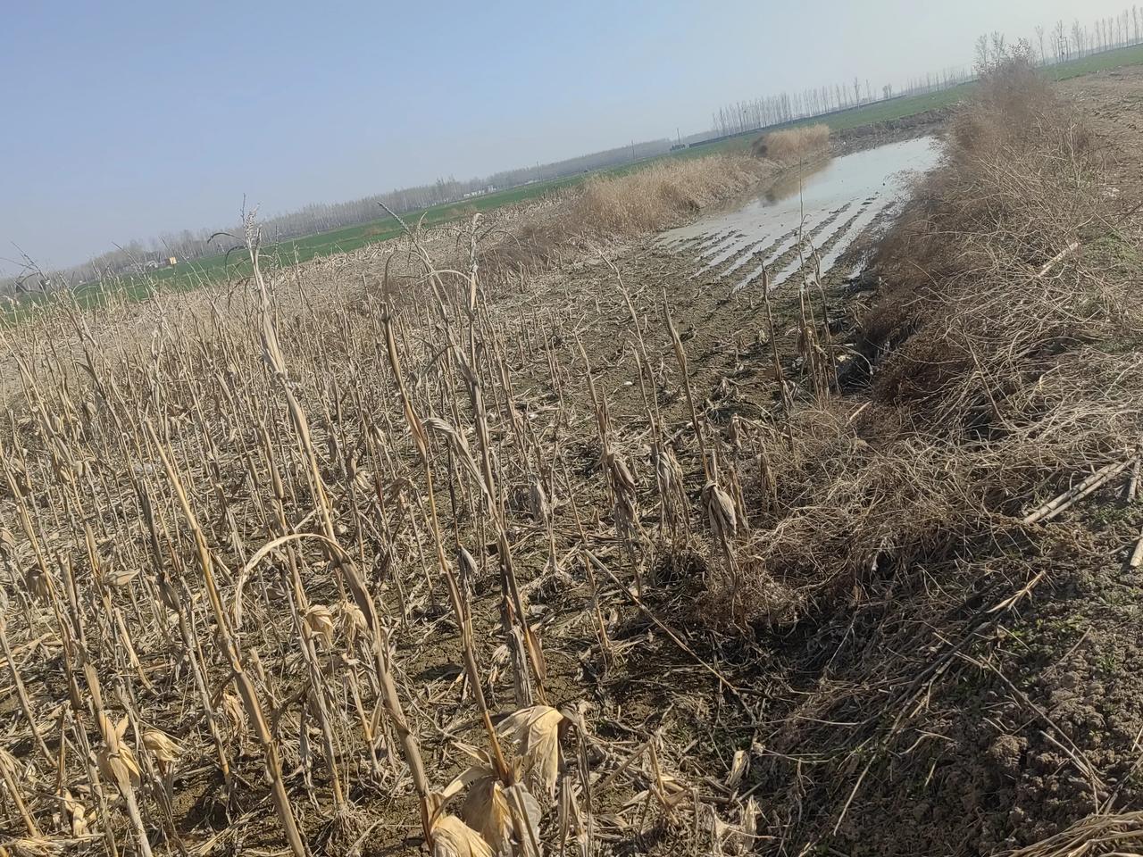 最近这几年，因为河里经常来水，我们这里的地下水位大幅上升。
朋友们看看下面的图片