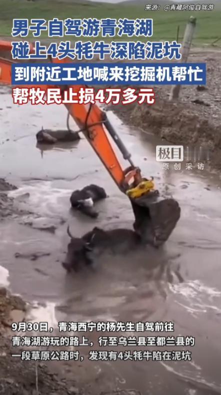 “格局打开了！”9月30日，青海西宁，一男子自驾游途中，看到4头牦牛陷进泥坑里动