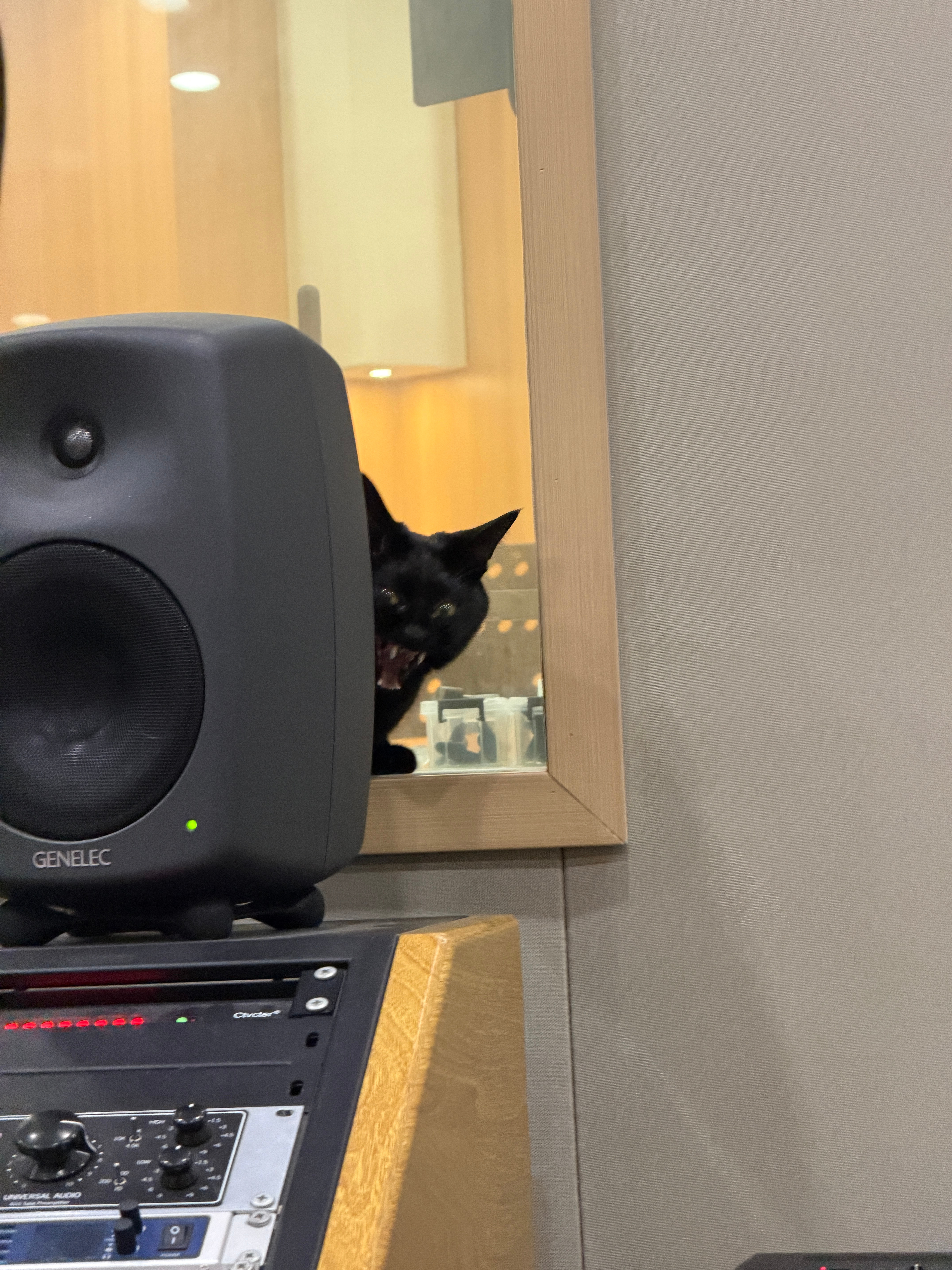 猫能做出这么丑表情的只有打哈欠的时候 