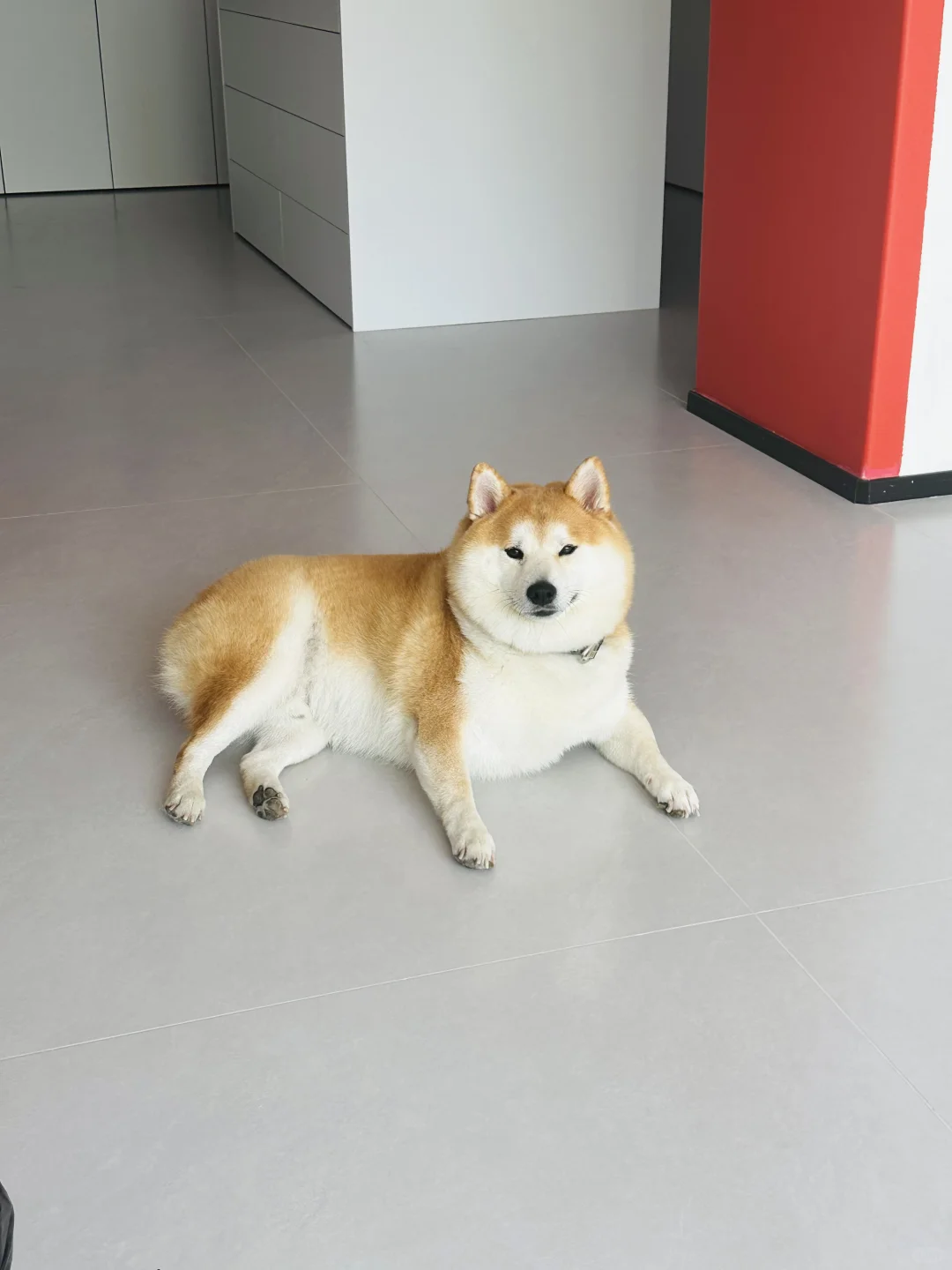 谁家的小狗这么好看
