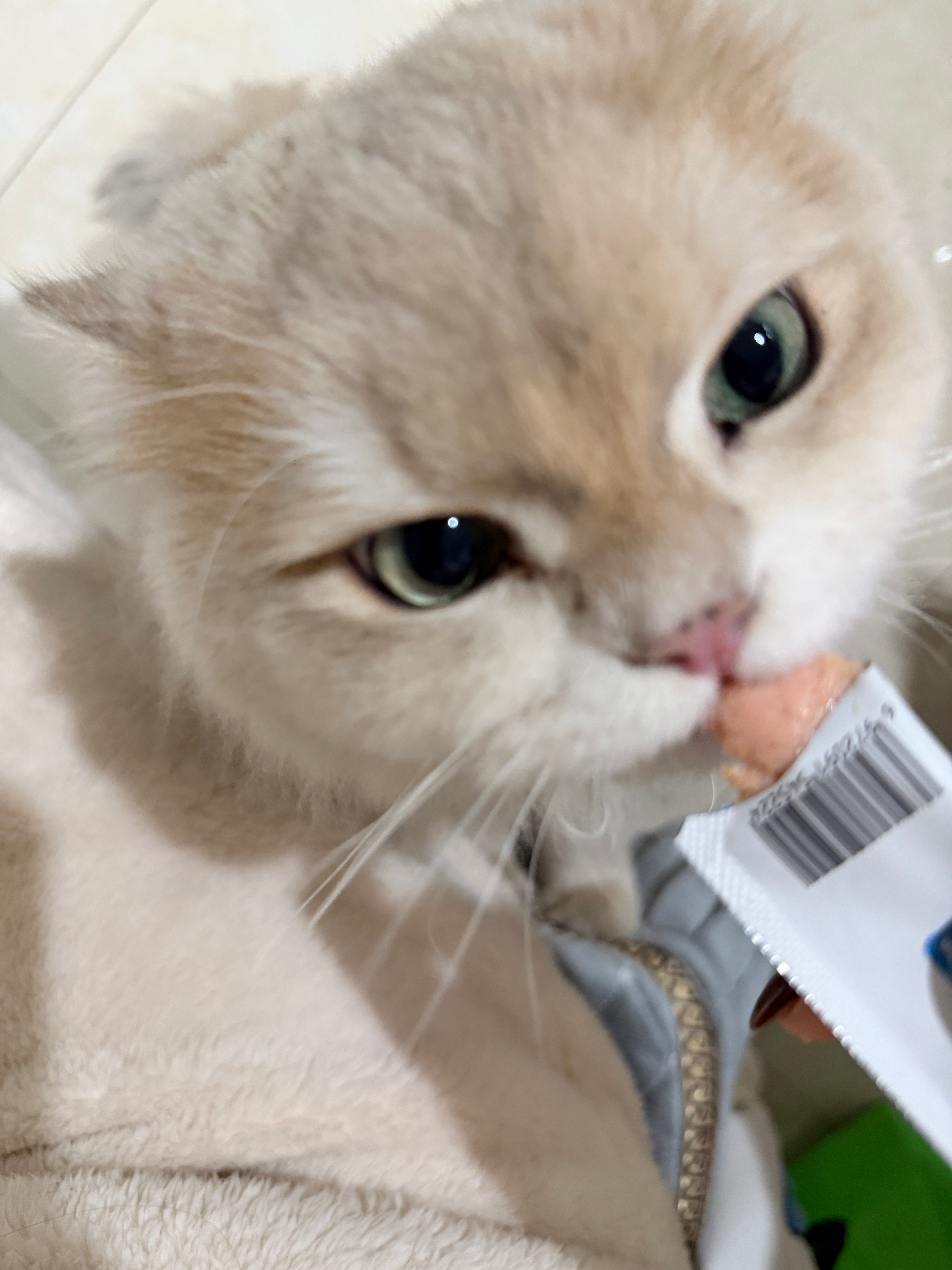 🐱我鹅子怎么这么能吃，到底随谁…日常碎片plog小猫