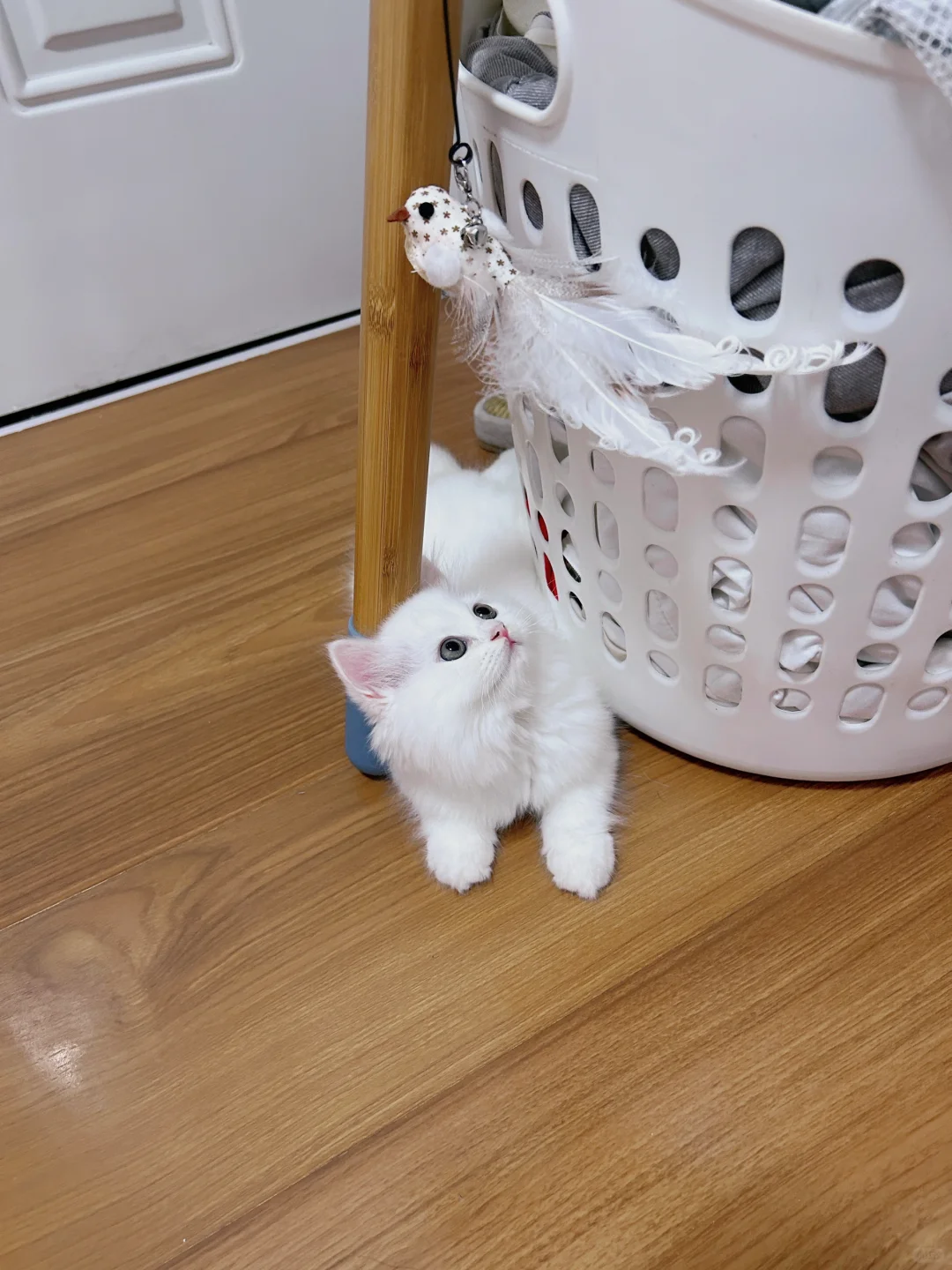 快看啊～我的小猫咪｜美美家访图