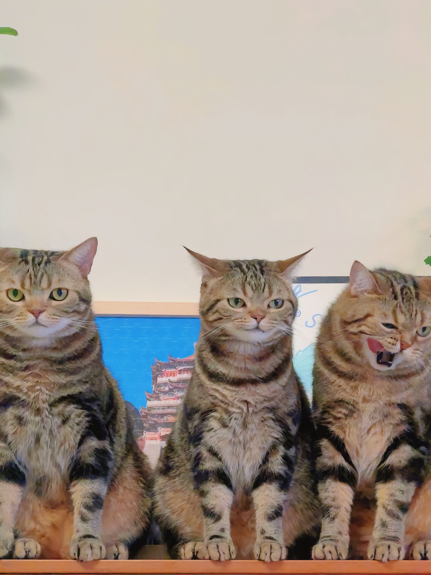 一样的小猫养了三只是什么体验#萌宠##猫# ​​​