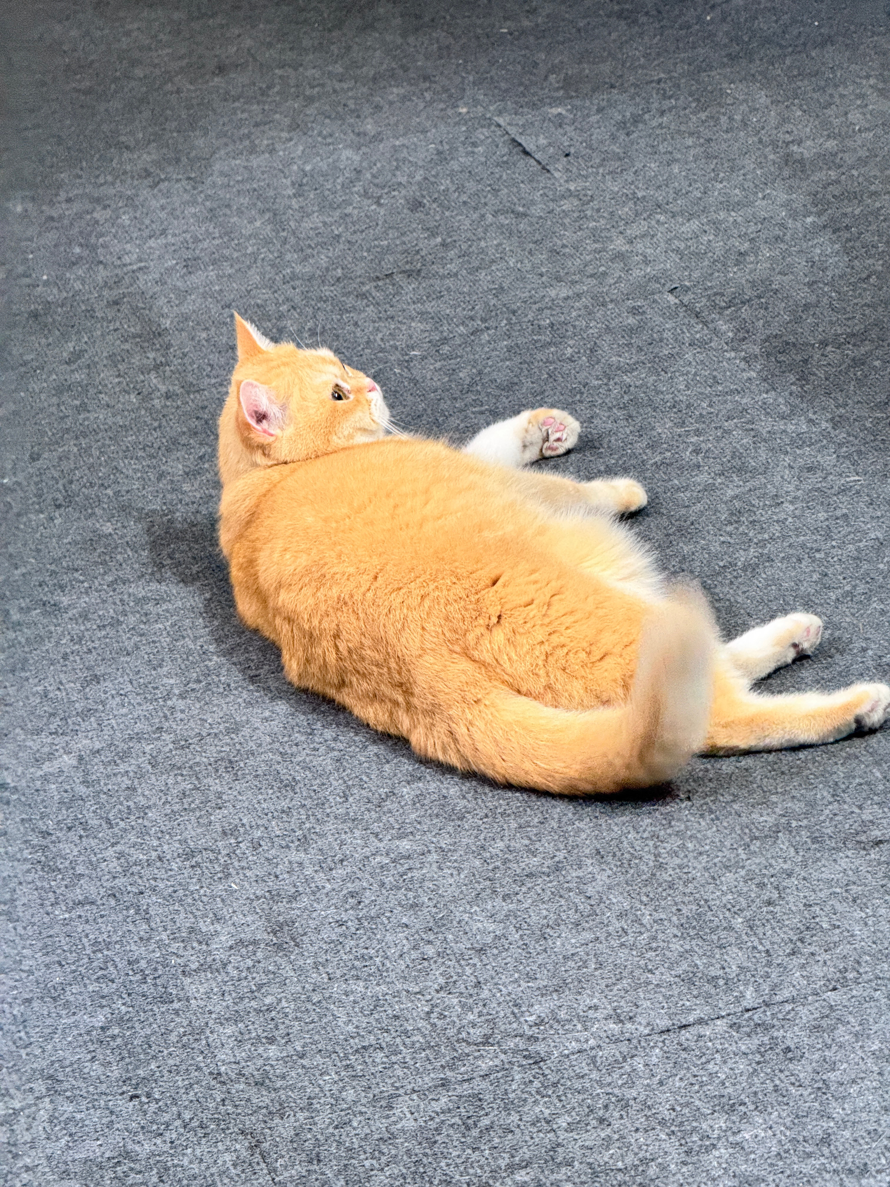 肥嘟嘟 