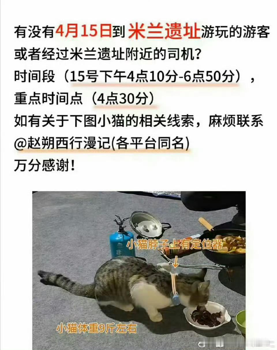 悟空悟空本来是一只流浪小猫，博主赵朔在新疆喀纳斯骑行露营的时候遇到了它，那时候悟