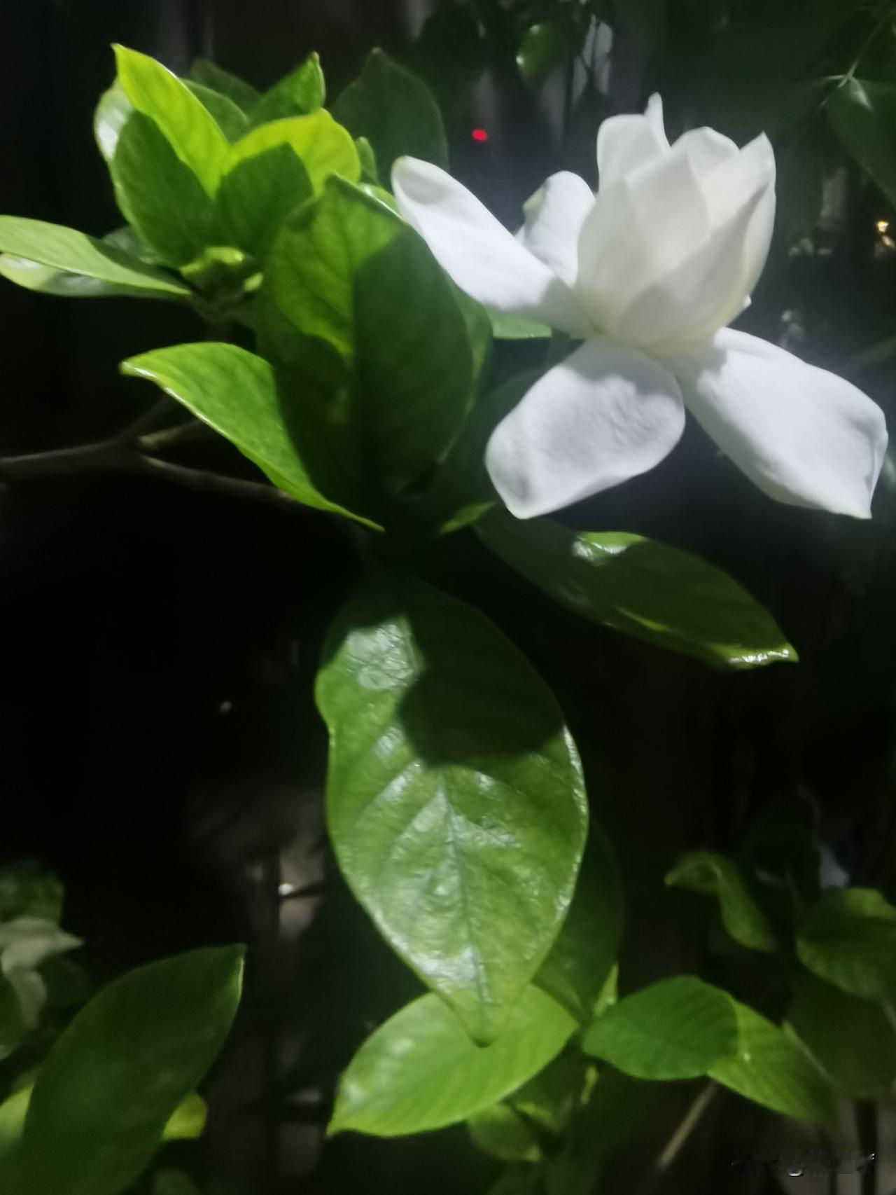 Gardenia jasminoides，是茜草科栀子属常绿灌木。它还有野栀子、