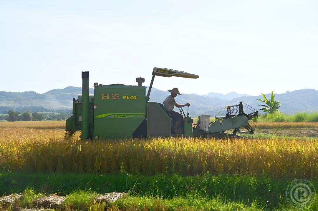 果敢同盟军组织购买了多款国产水稻收割机，在木邦县进行大规模的收割水稻！根据当地民