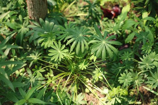 10-11区不要种羽扇豆
