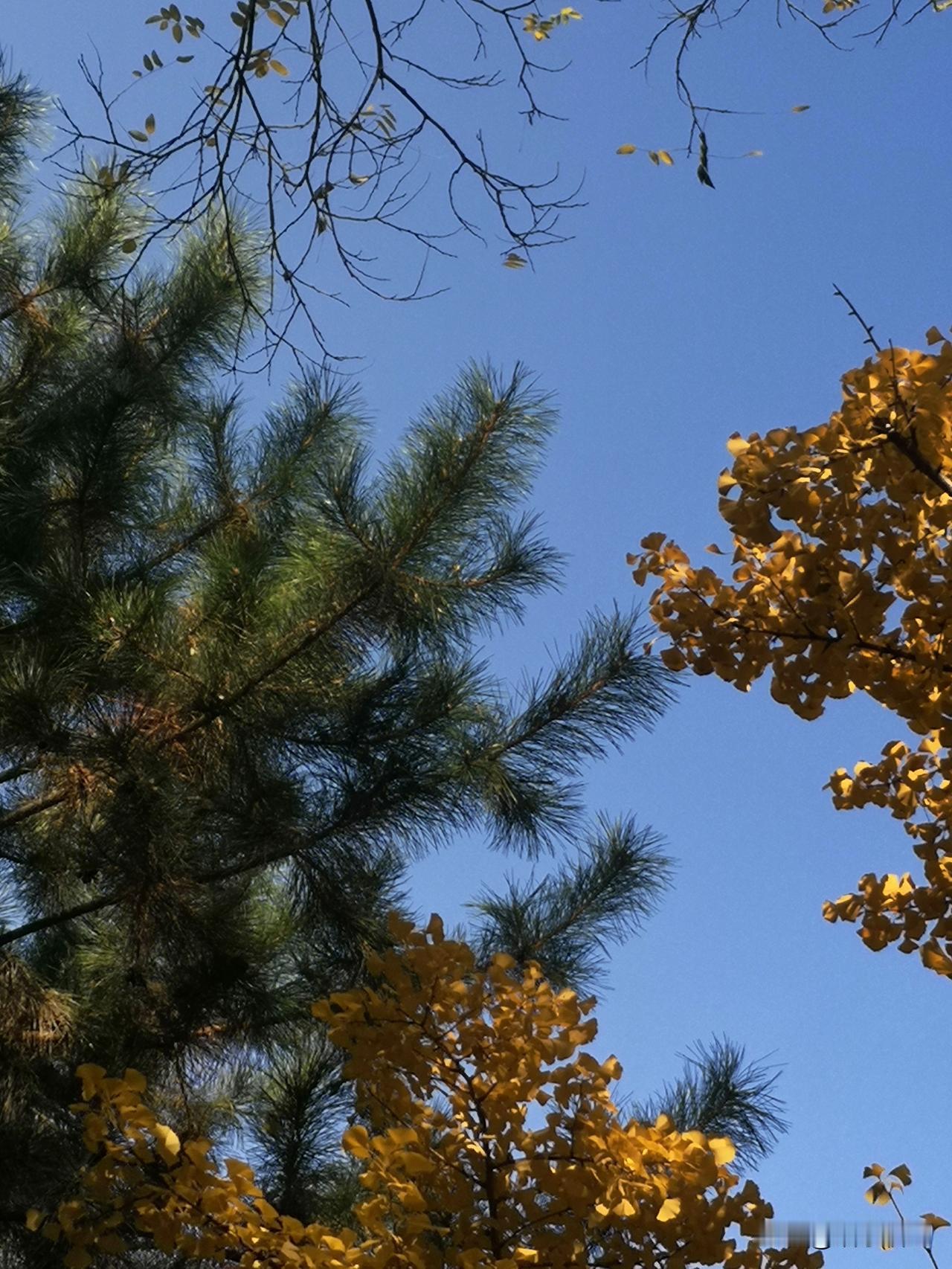 分享随手拍摄的树木和花草照片