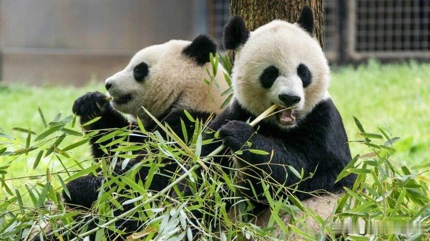 大熊猫去美国，到底是谁在“打工”？🐼

最近“平平”“福双”飞抵亚特兰大动物园