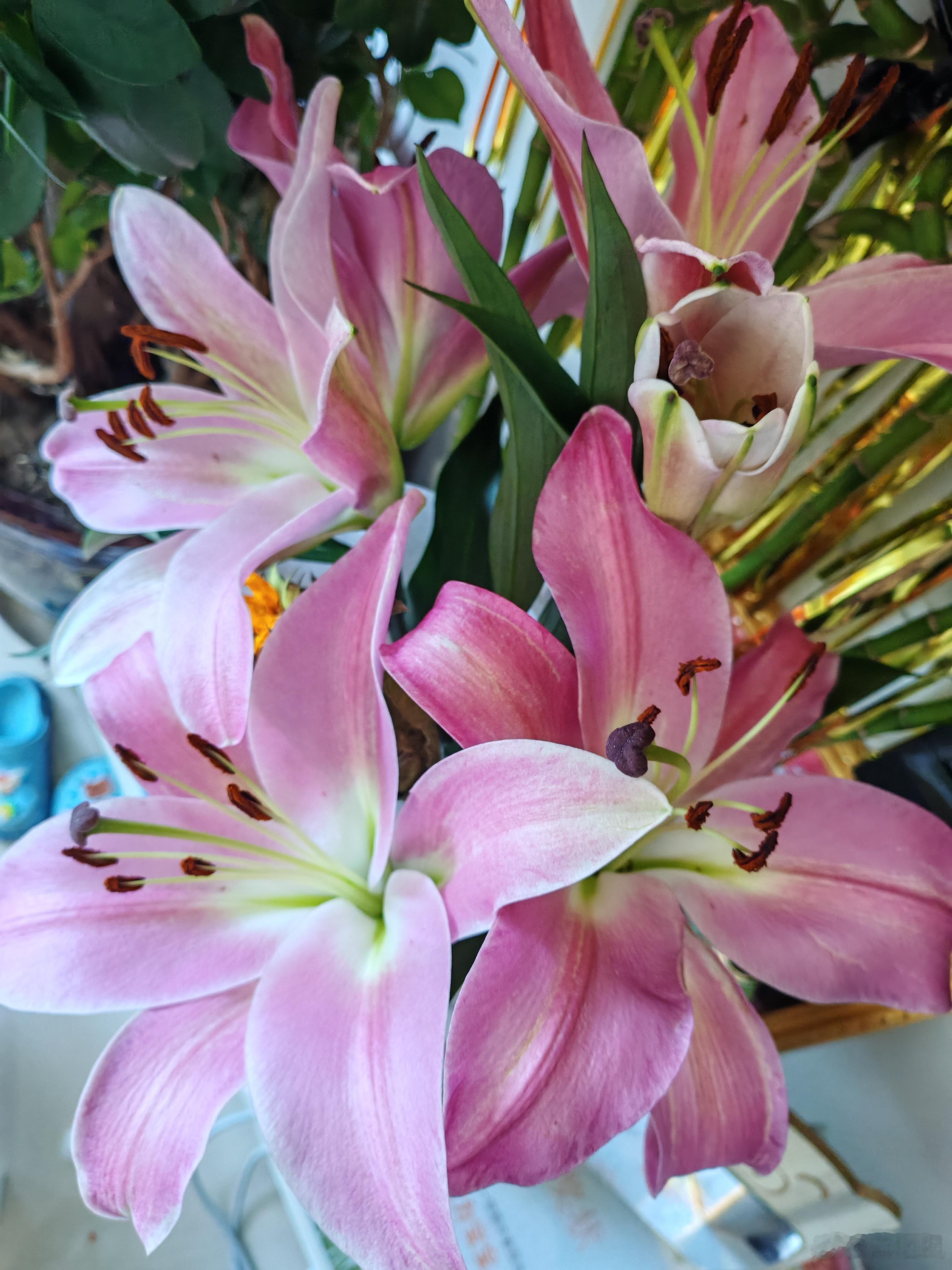 百合开花了，开的真好看 ​​​