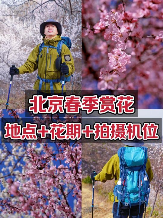 北京12个赏花地点｜攻略+花期+拍摄机位