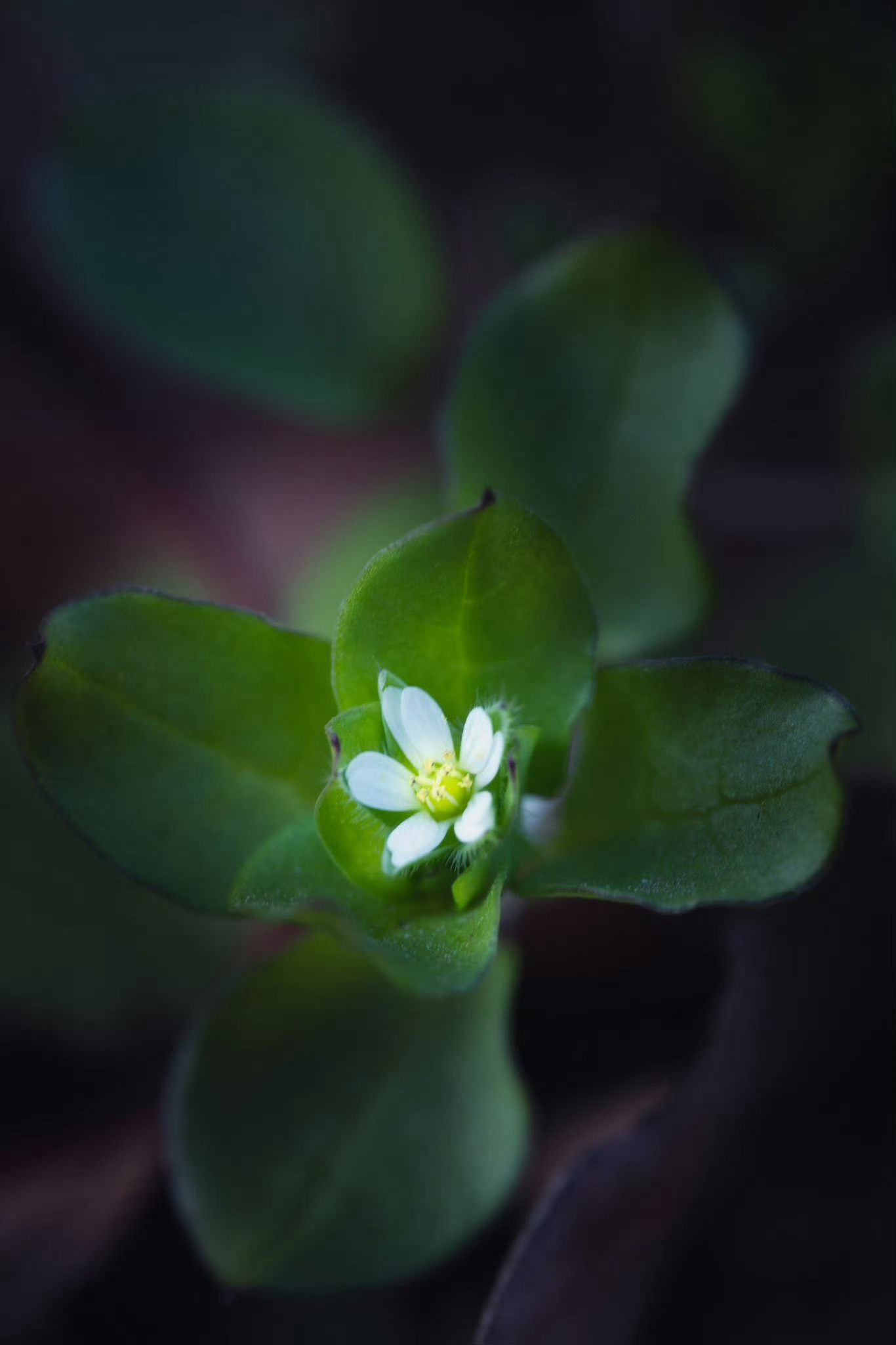 ハコベ（繁縷、蘩蔞），属名Stellaria，石竹科。   日本“春七草”中有小