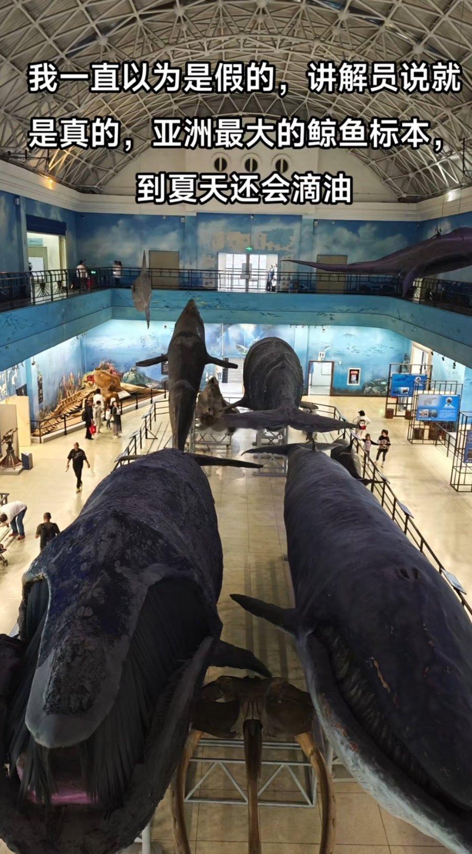 亚洲最大的鲸鱼标本，到夏天还会滴油 