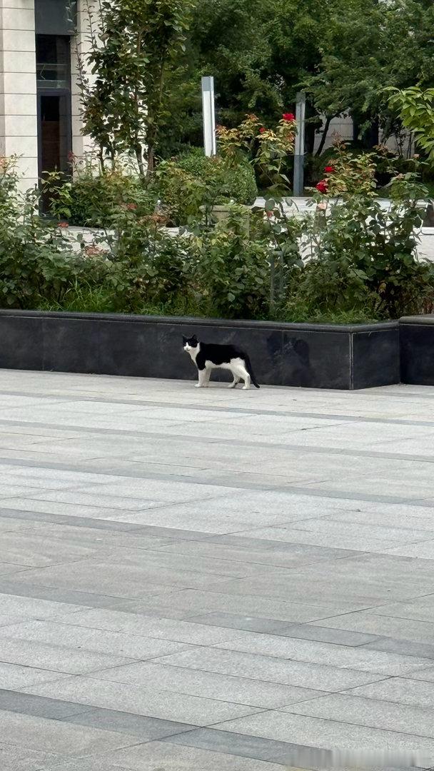 奶牛花猫 北京·北京东航中心