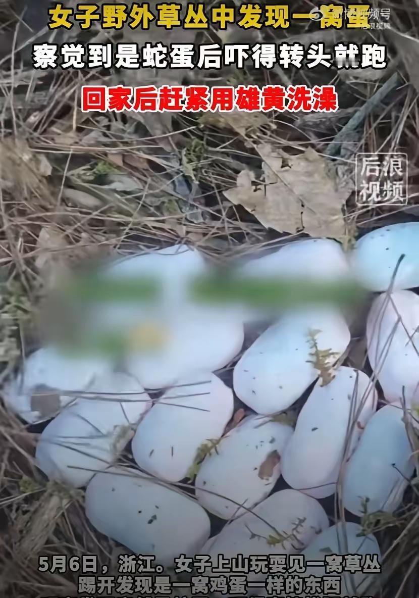 山上的野蛋也敢碰？5月6日，浙江王女士登山时，在草丛发现一窝“野鸡蛋”，胆大的她
