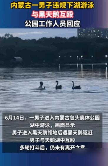 男子闯公园湖游泳和黑天鹅互殴，拿备战区运会当借口太离谱

太离谱了！内蒙古包头，