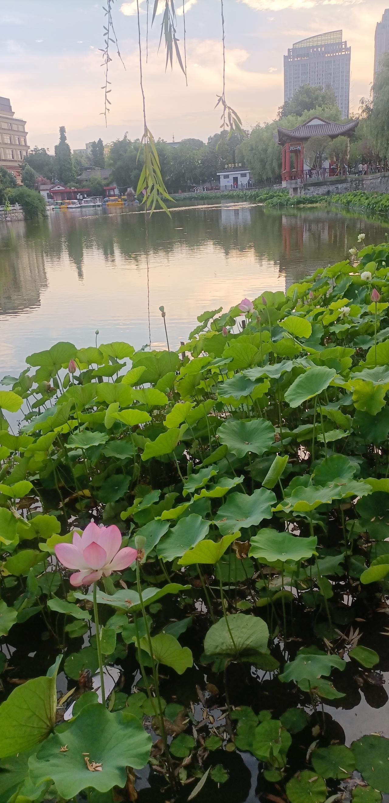 【夏之韵·美景入心，清凉心扉】夏日美景随拍
心若阳光，生活才能斑斓；
人若简单，