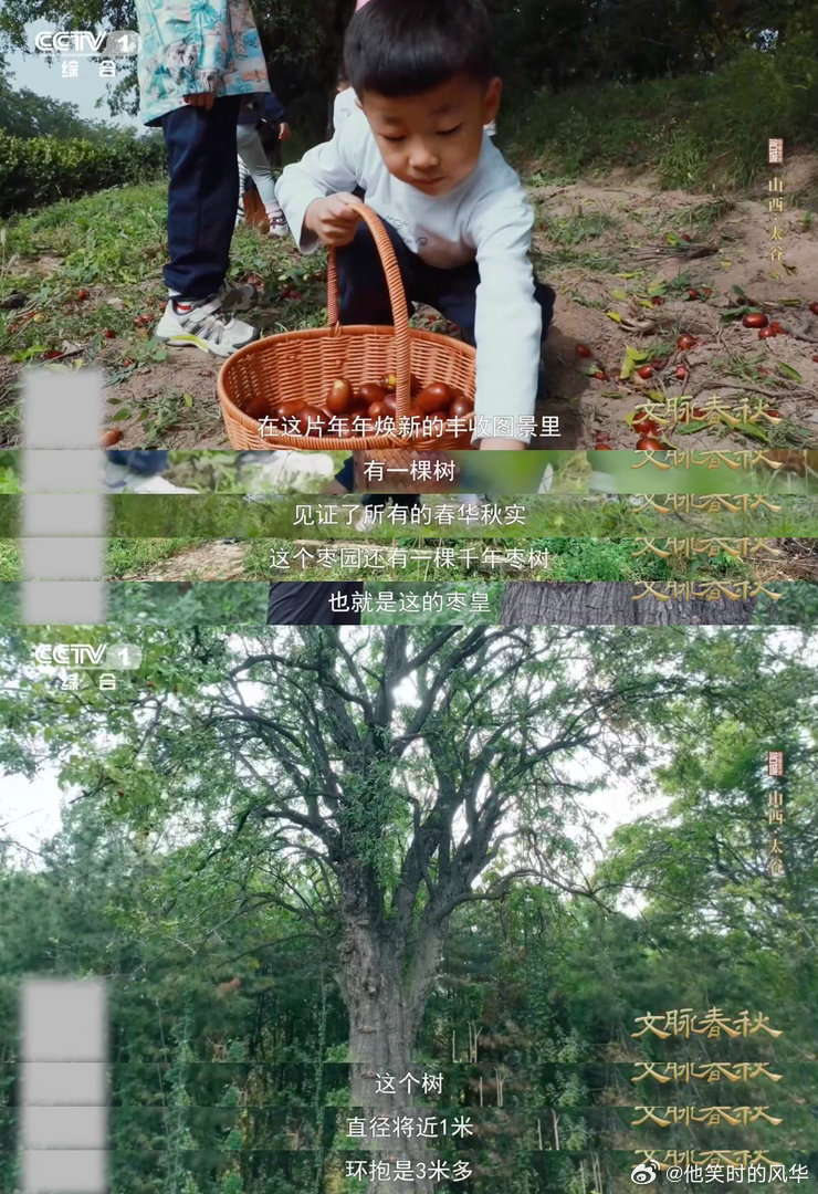 这颗枣在山西甜了千年千年古树至今仍在挂果 不是所有甜都能熬得过千年，壶瓶枣却在古