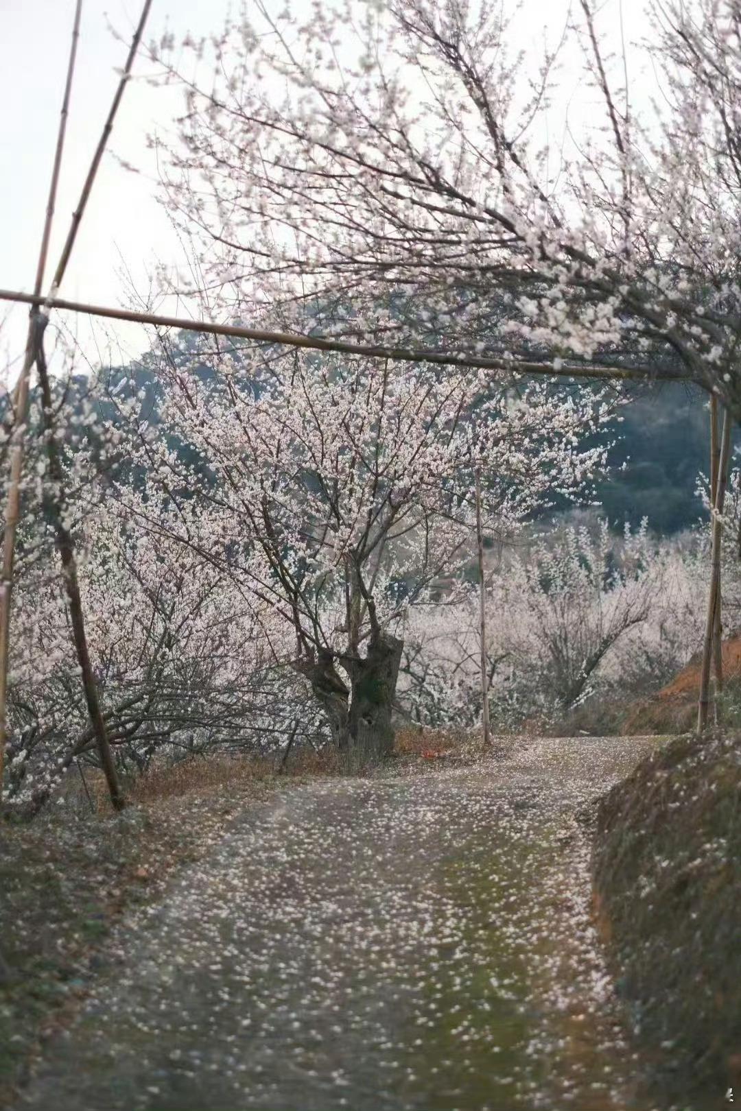 分享图片 