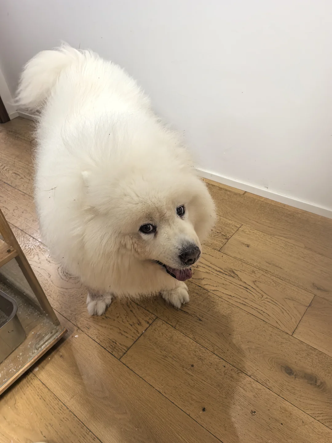 好久没展示我们胖海豹了