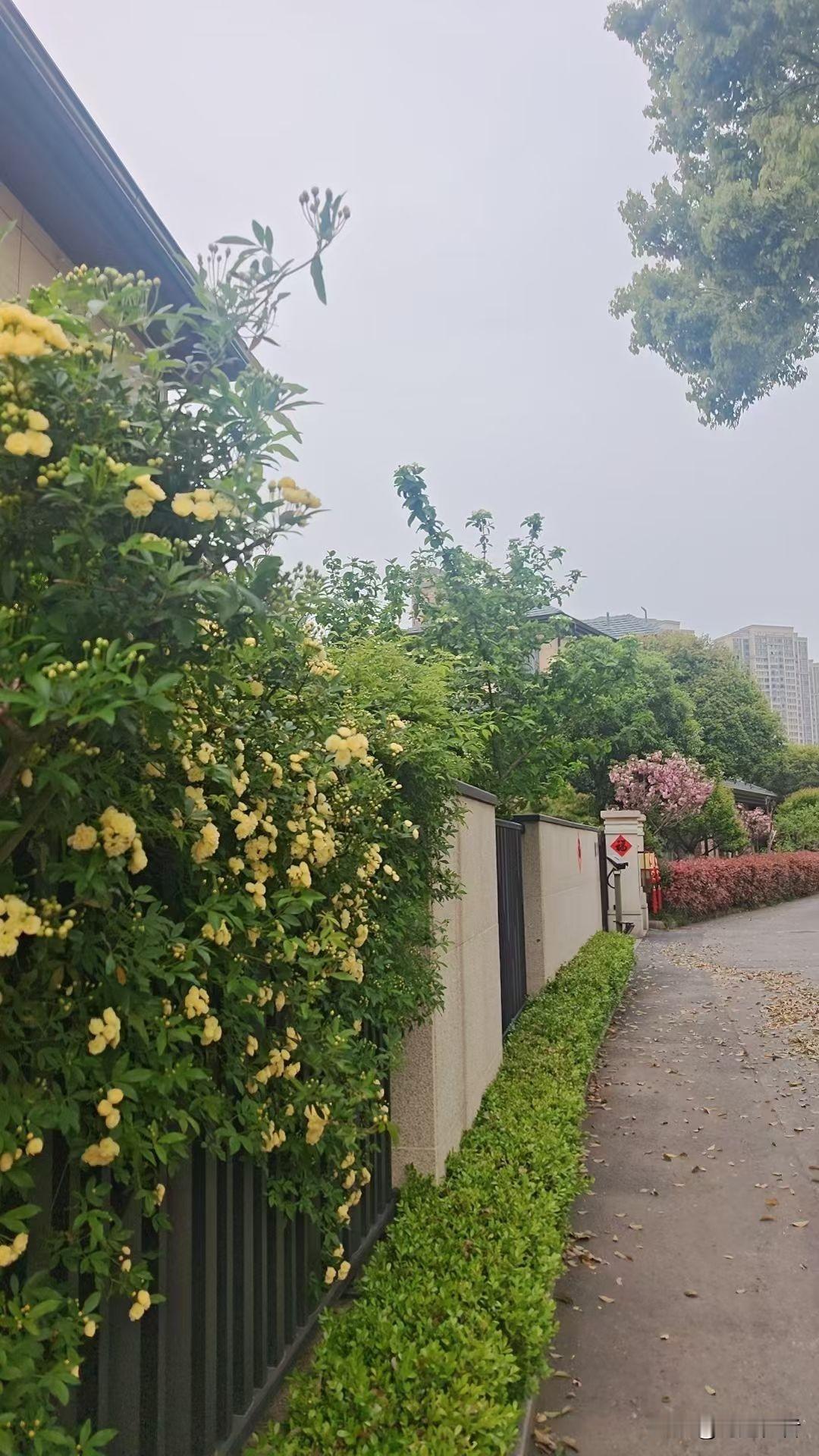 静谧的午后，漫步在开满黄花的绿荫小径上，感受自然的宁静与美好。路旁见花香