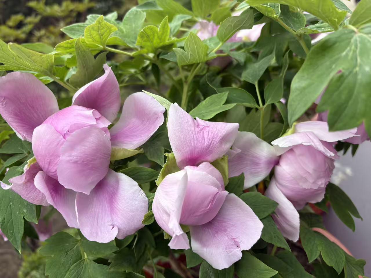 求而不得，是忘记还是放心底，真让人纠结。我觉得这得看情况。
如果是那种掏心掏肺付