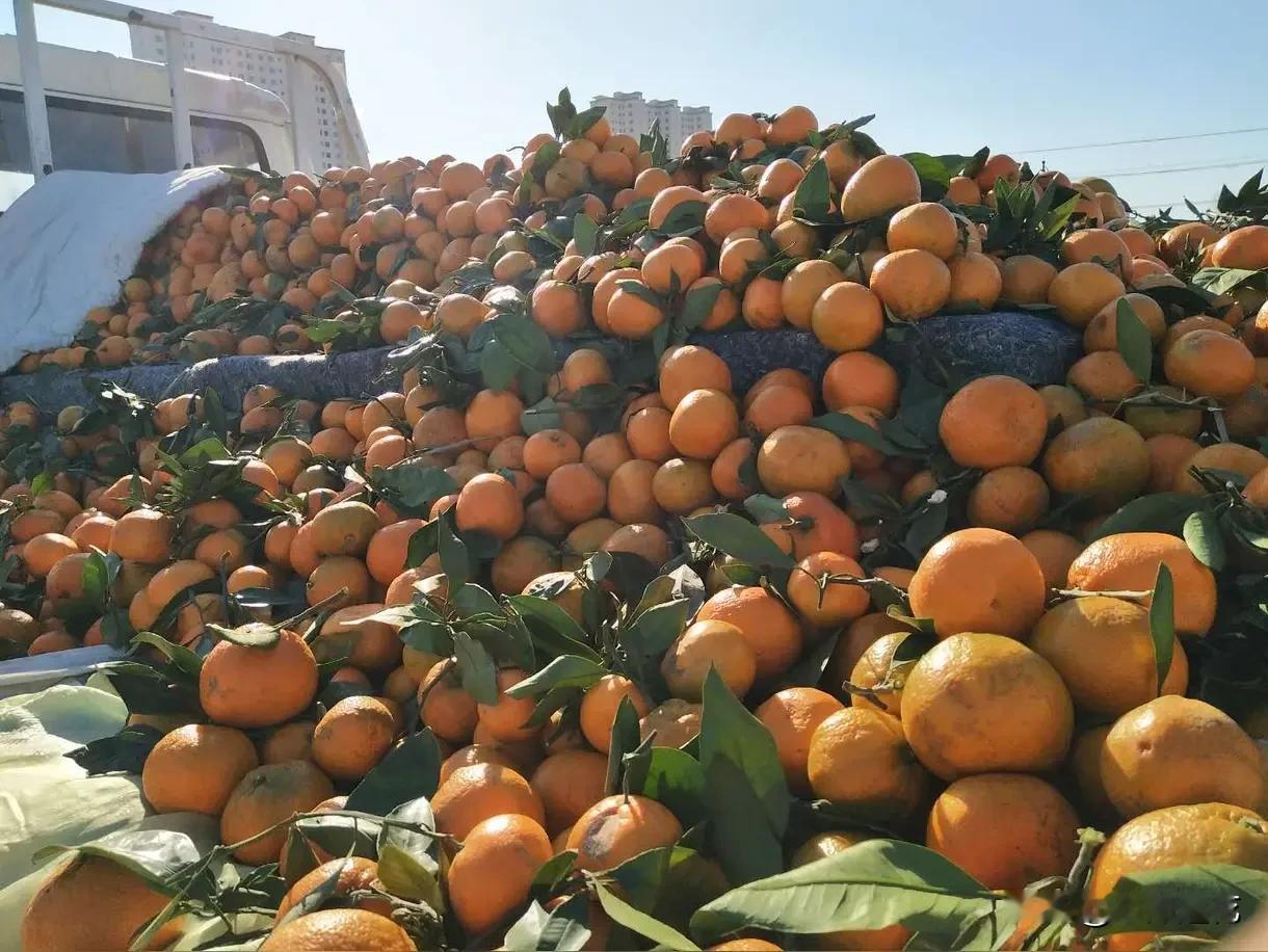 刚才买菜看到路边一车桔子，无人问津，卖家估计冷得不行，看他在驾驶室里啃干饼子。