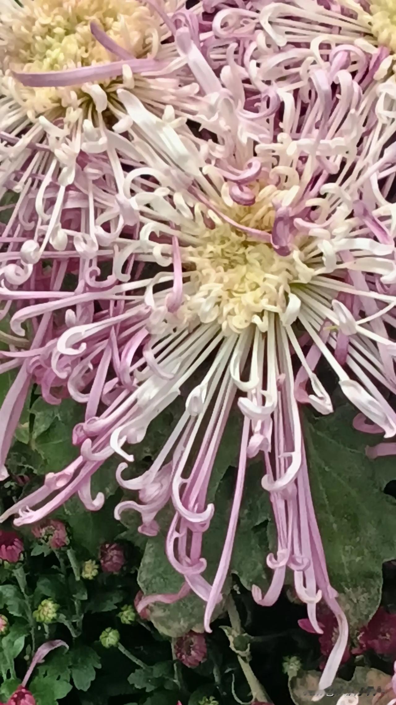 #随手拍菊花美景#