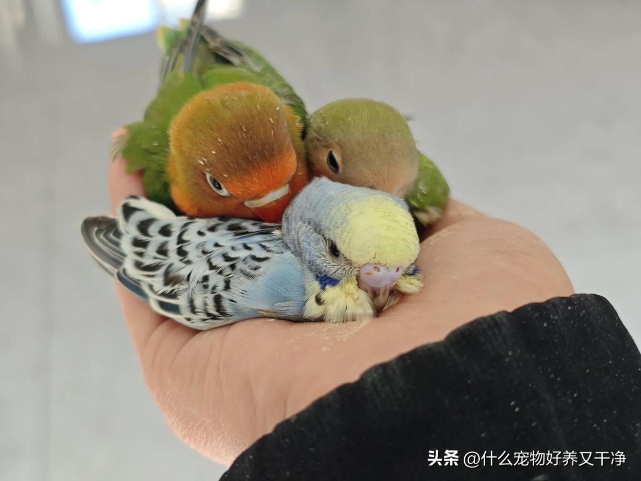 #晒出你养的可爱鹦鹉#我晒晒260元买的三只小鸟，可惜有个跑了
