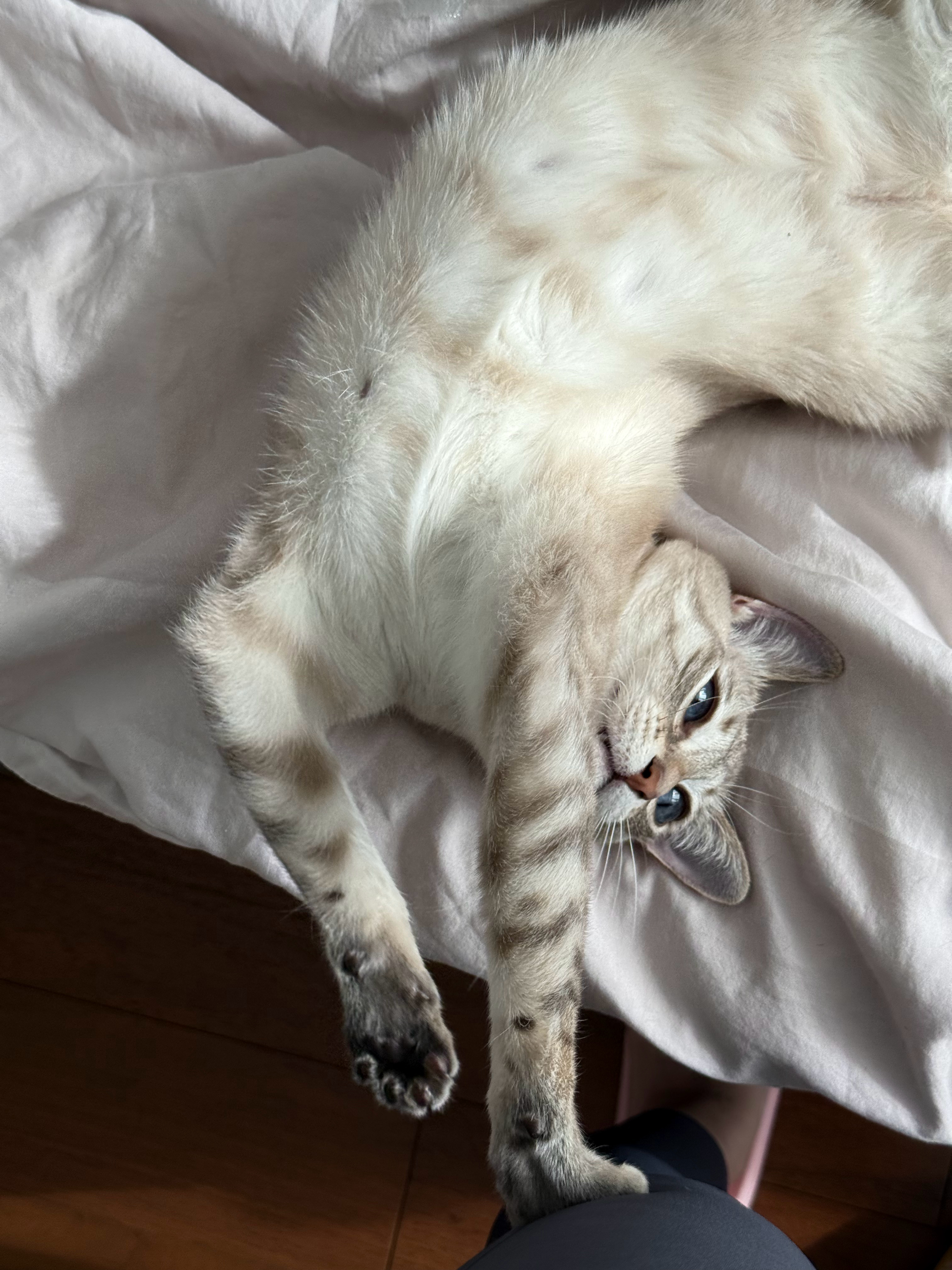 瑜伽裤的口感让咪着迷 