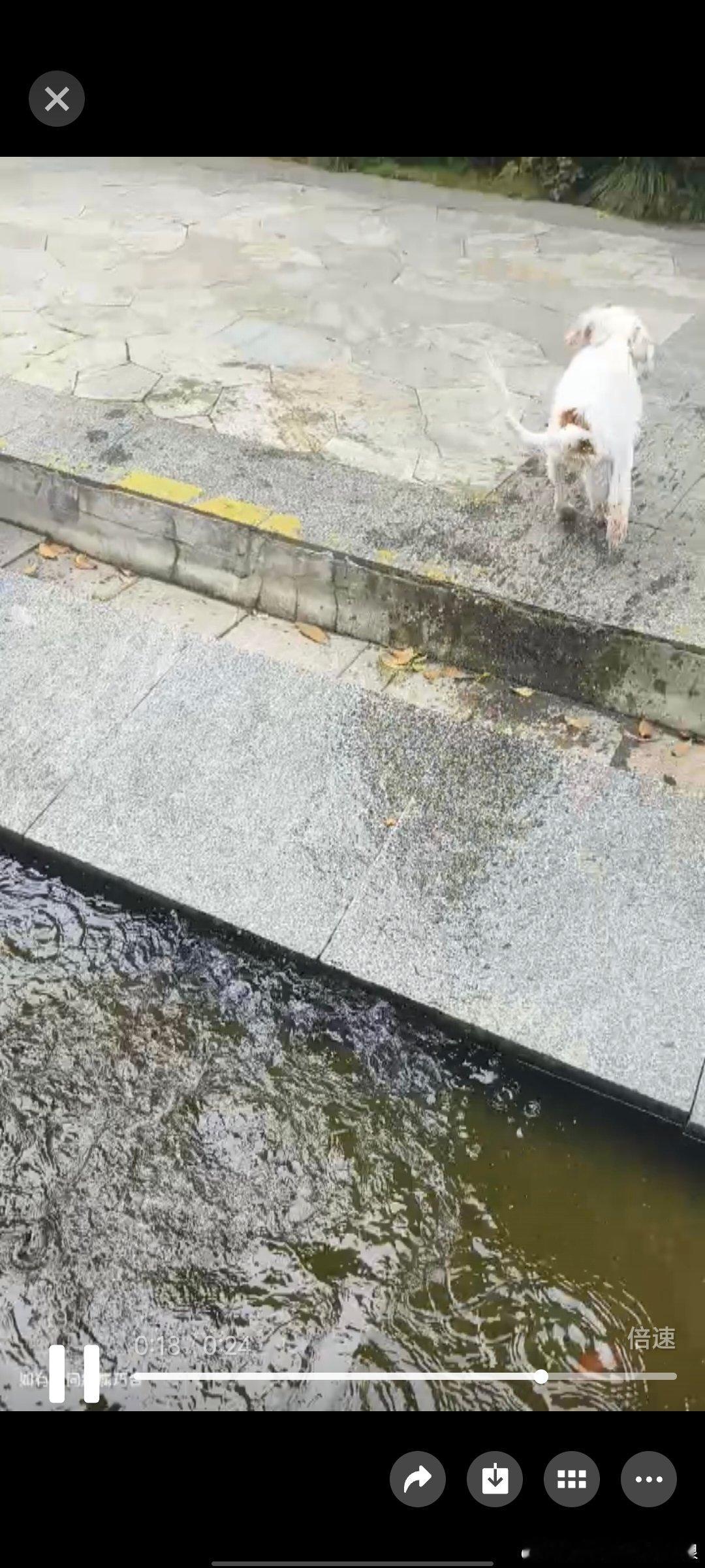 就这样，狗学会了铁腿水上漂，我的早八变成了早十一 