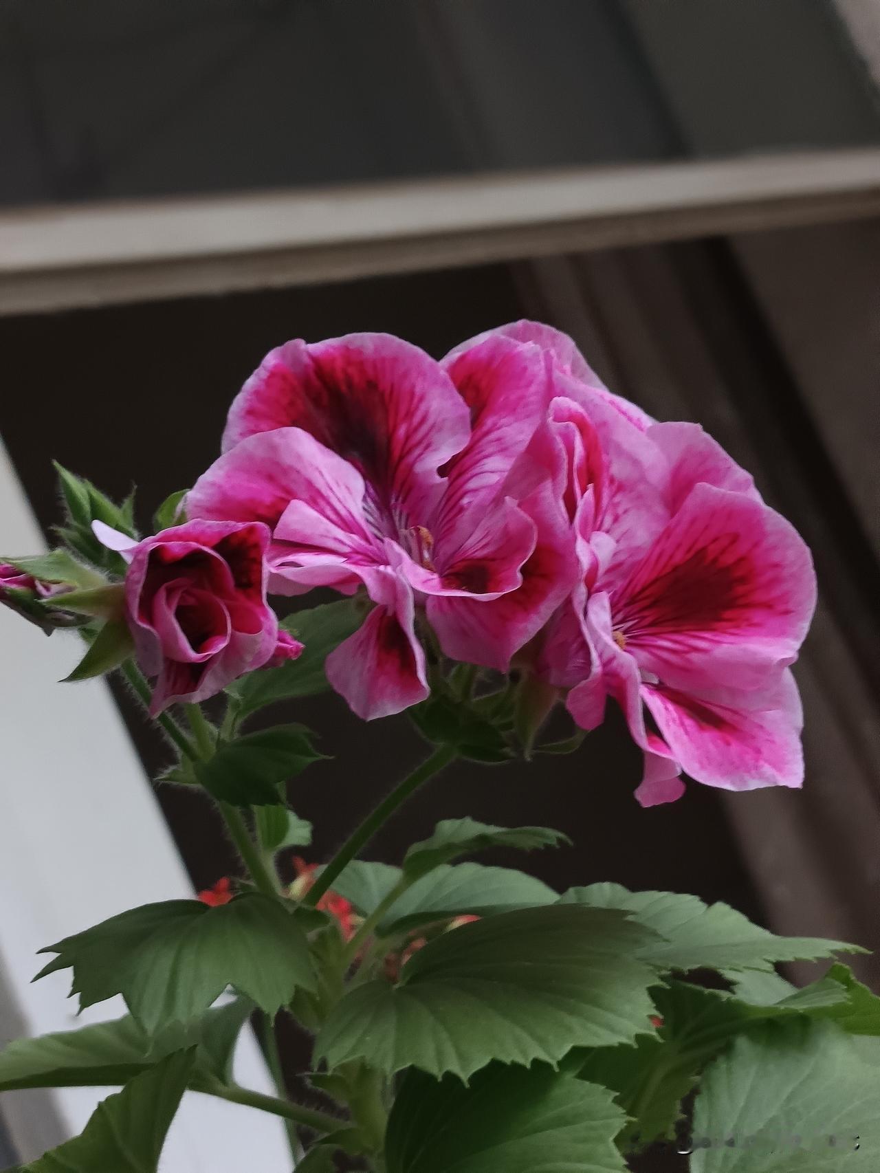 我印象中，我哥和我弟都得过痔疮，而且都动过手术。今天刚好有机会坐在一起，瞎聊天，