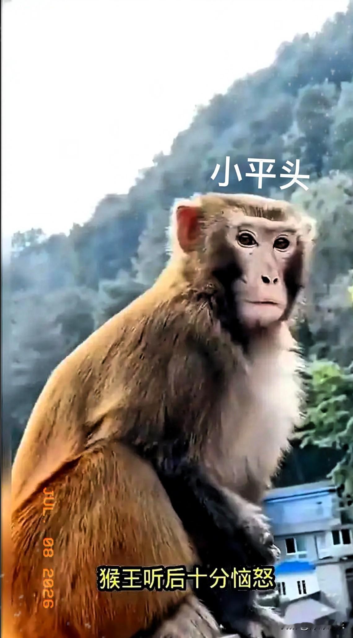 一只公猴，趁着猴王不在，一把就将母猴按在了地上。
周围的猴子，该吃果子的吃果子，