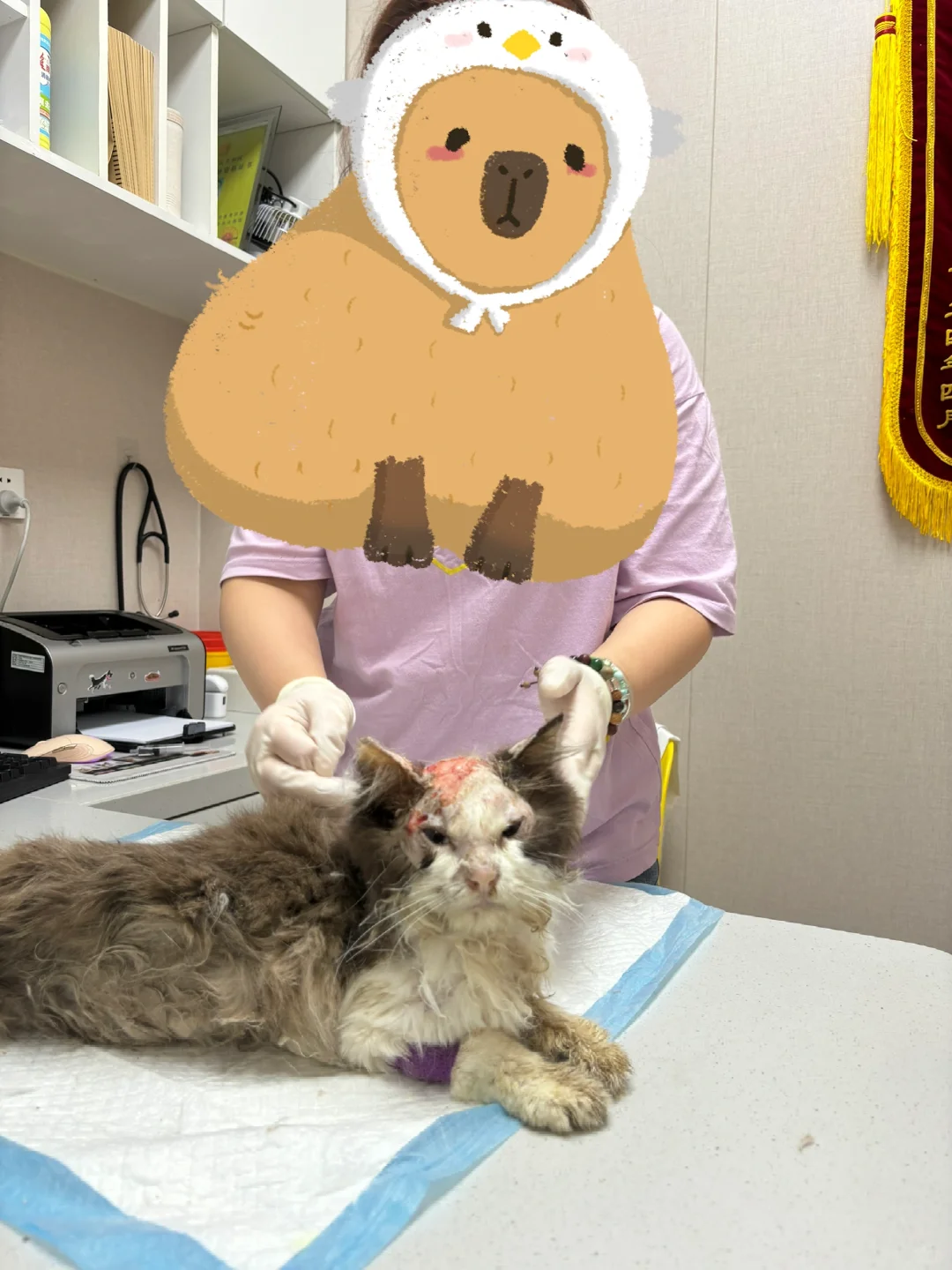 杭州布偶小猫疑似被虐！！