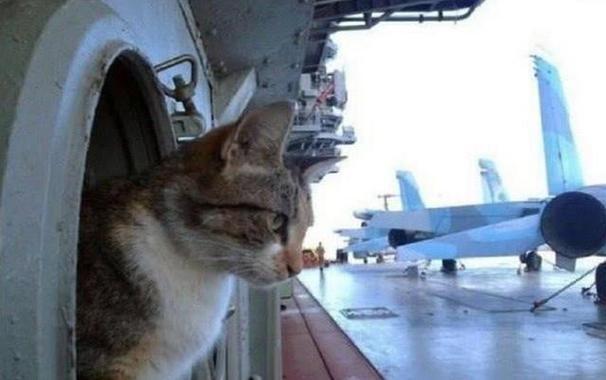 航母上为什么要养猫？是为了抓老鼠？那你就错了，现在航母上的猫可不是为了抓老鼠，而