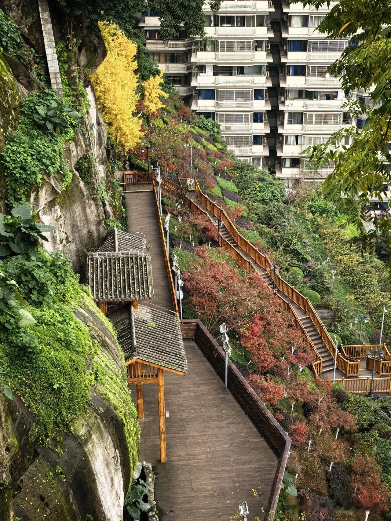 冬日生活分享来重庆几天了，终于等来了晴天。有了太阳，山坡上的草木也显得好看一些。