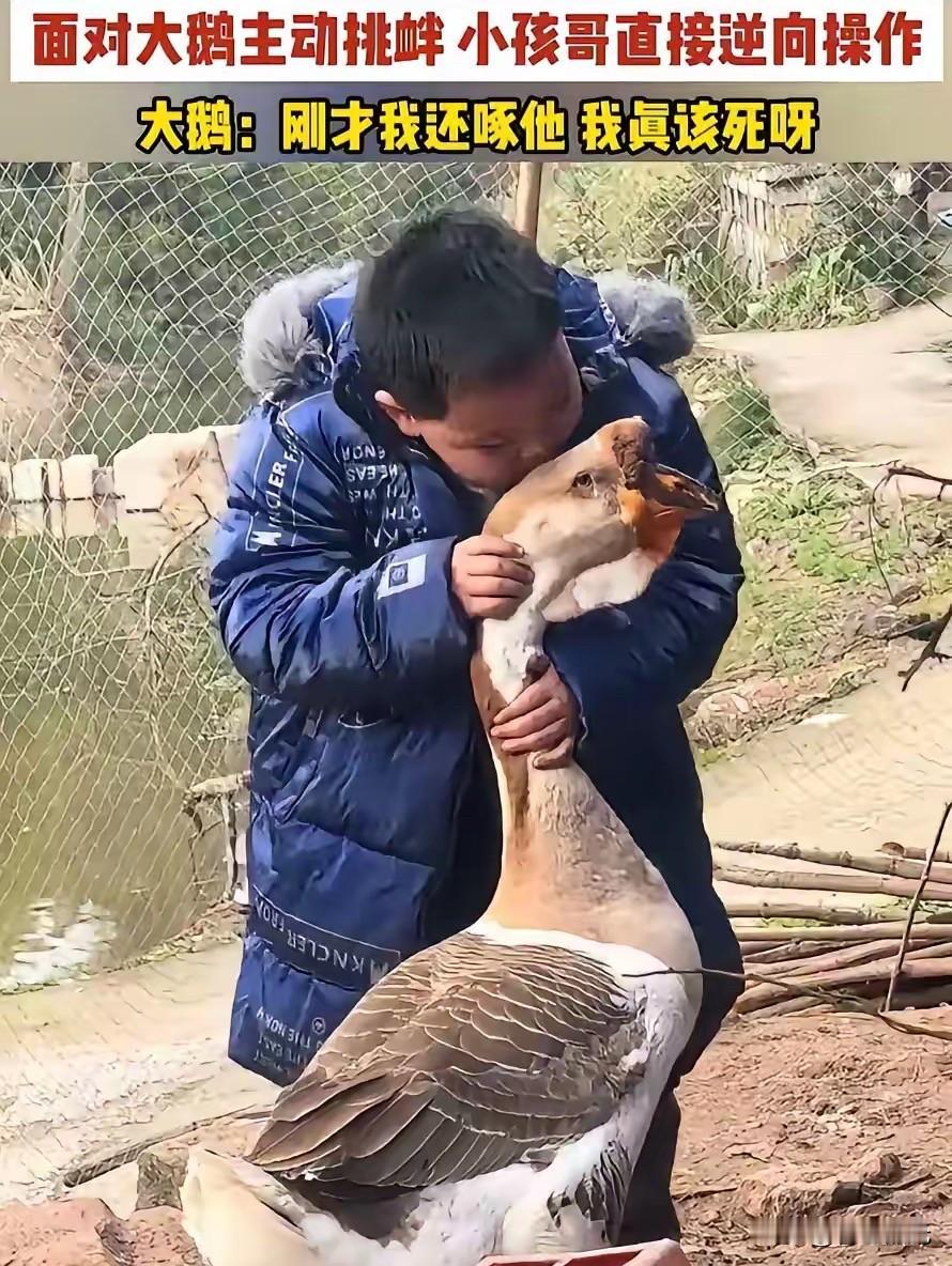 笑不活了！”重庆，一男孩回老家过年，看到大鹅就忍不住上去逗一下，不料，大鹅并不友