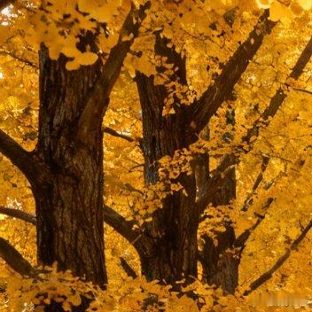 星星在天空中闪烁，是在为你加油打气。你不是一个人，愿你被温柔包围。 