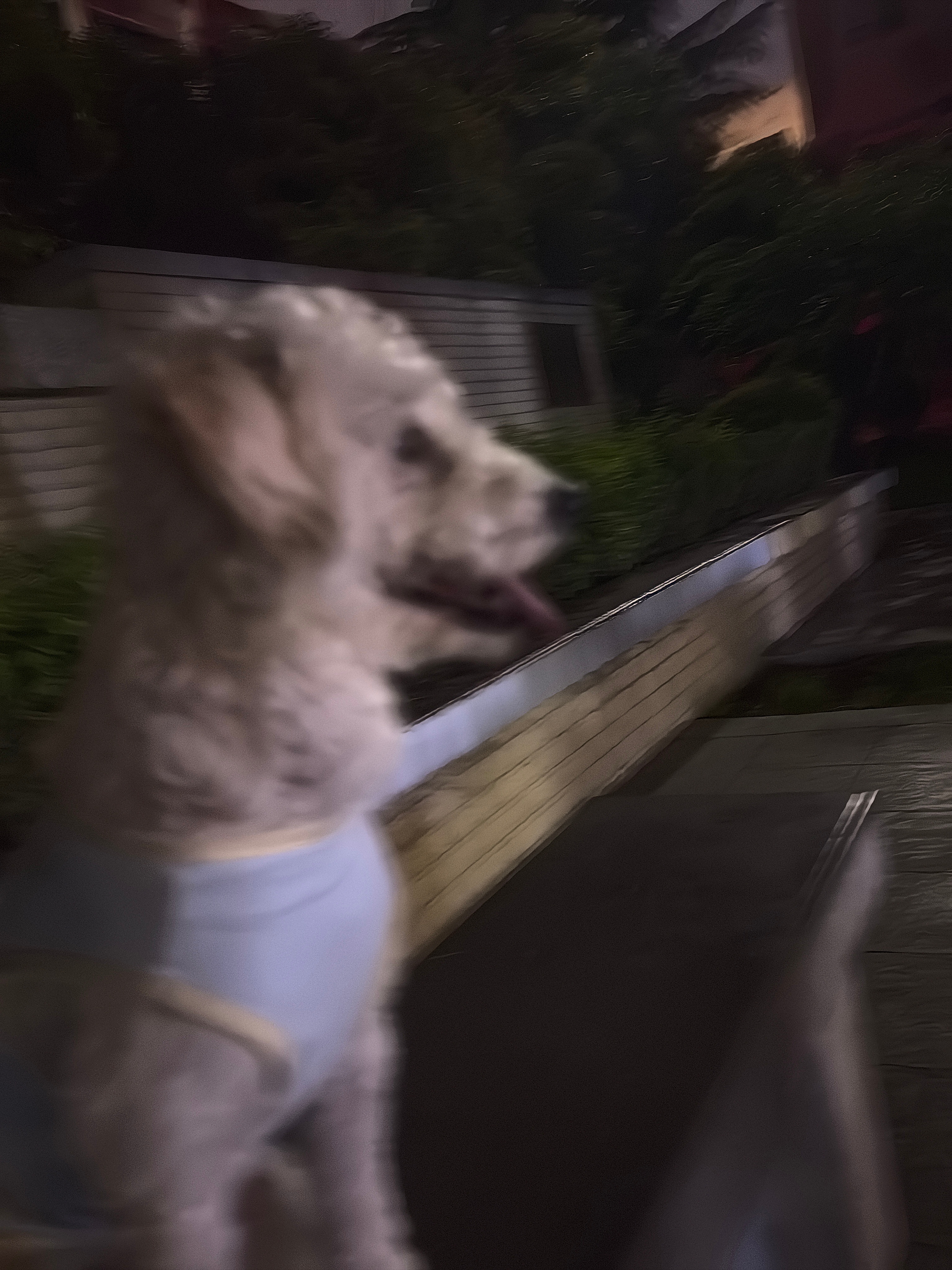 ૮・ᴥ - ა 