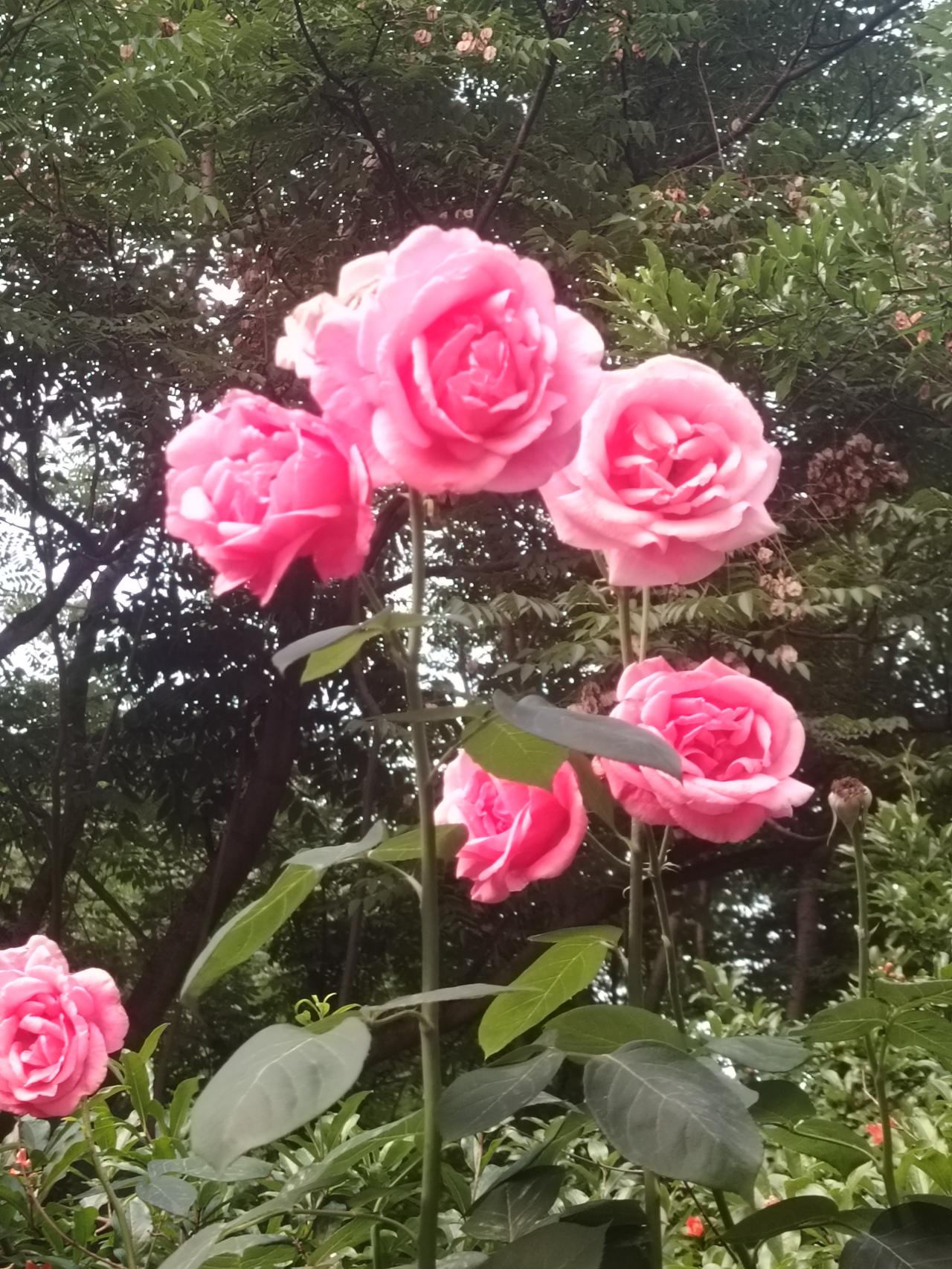 谁有花草照片，可以晒下吗