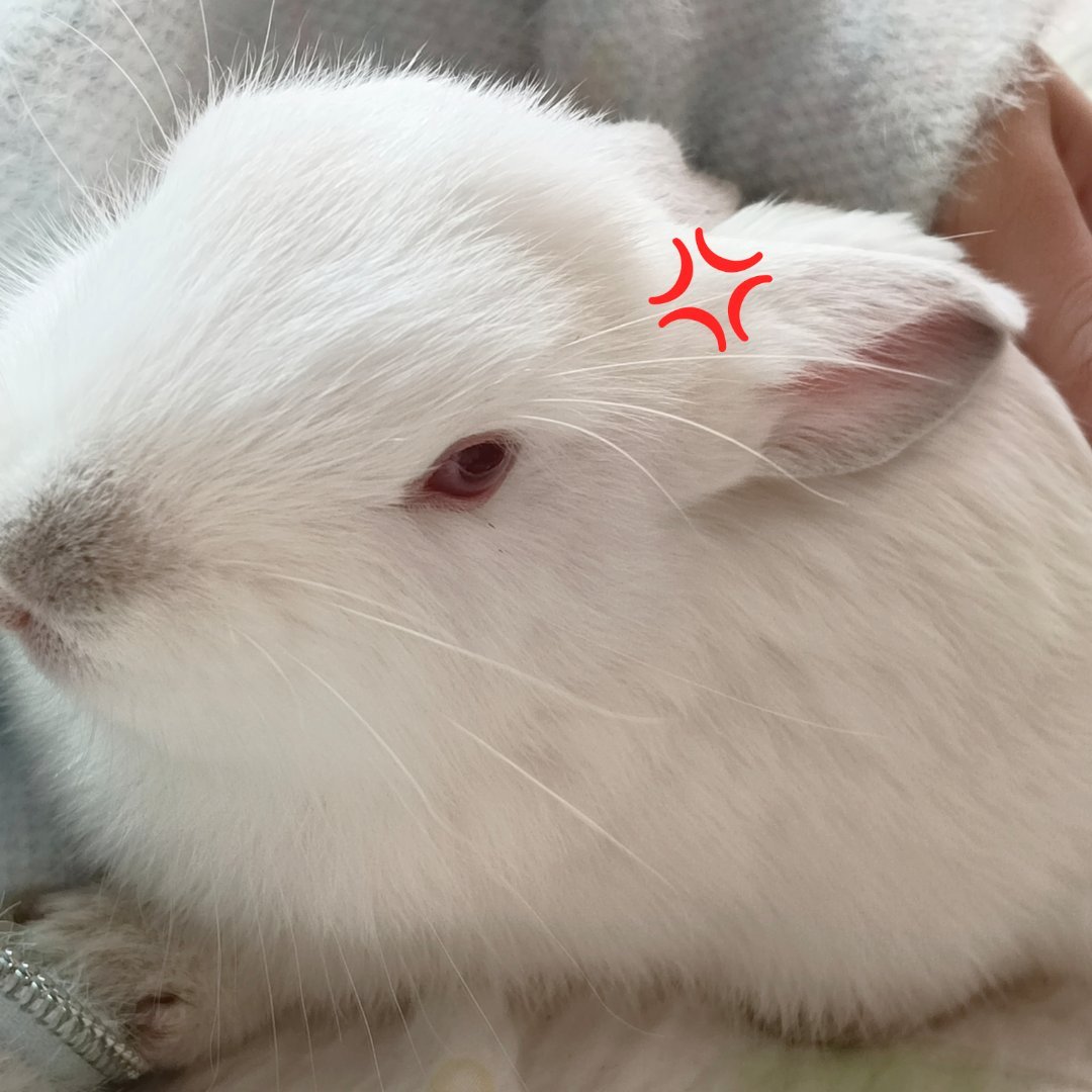 兔兔生气啦！ ​​​