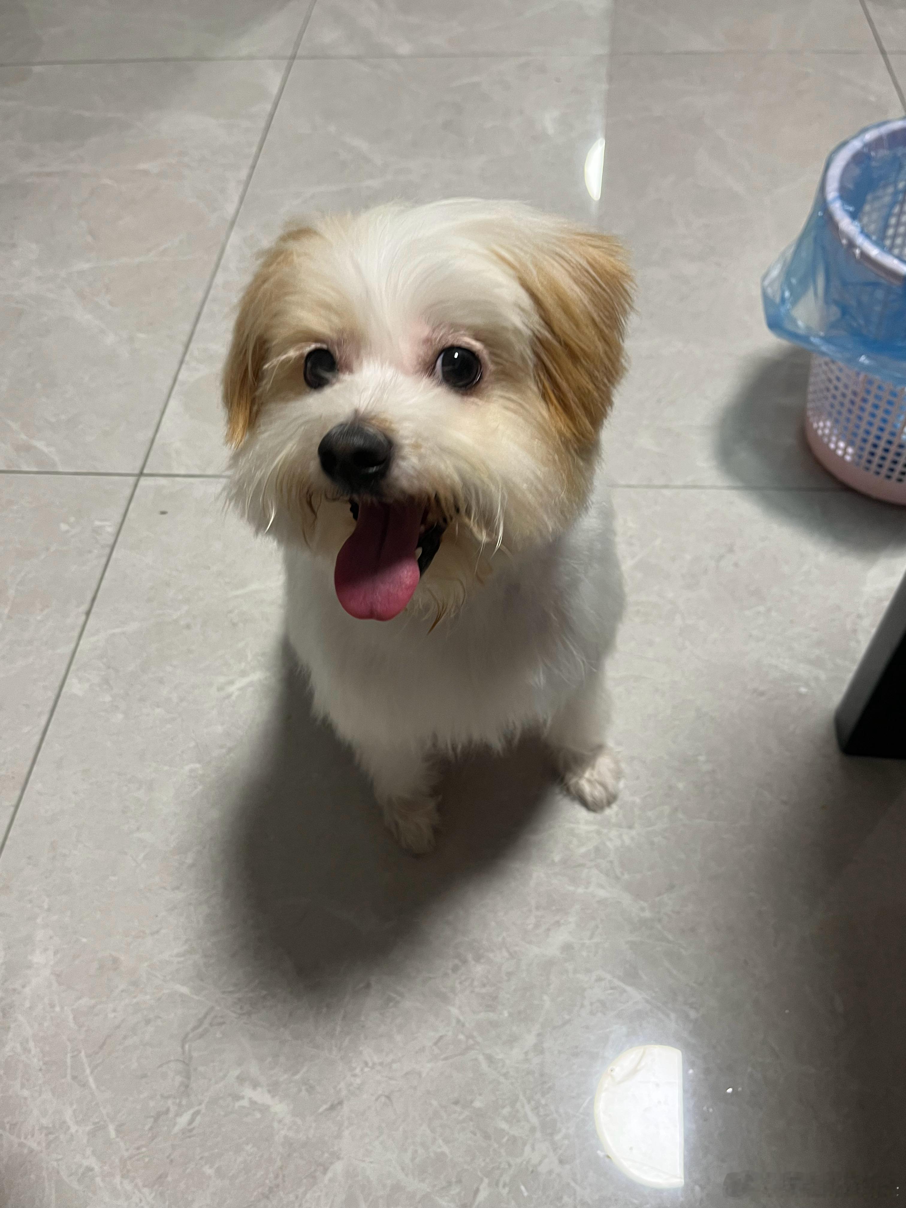 此狗每次回家我给她擦脚，她都要舔我的手，今天后知后觉想起来她可能觉得我技术太烂，