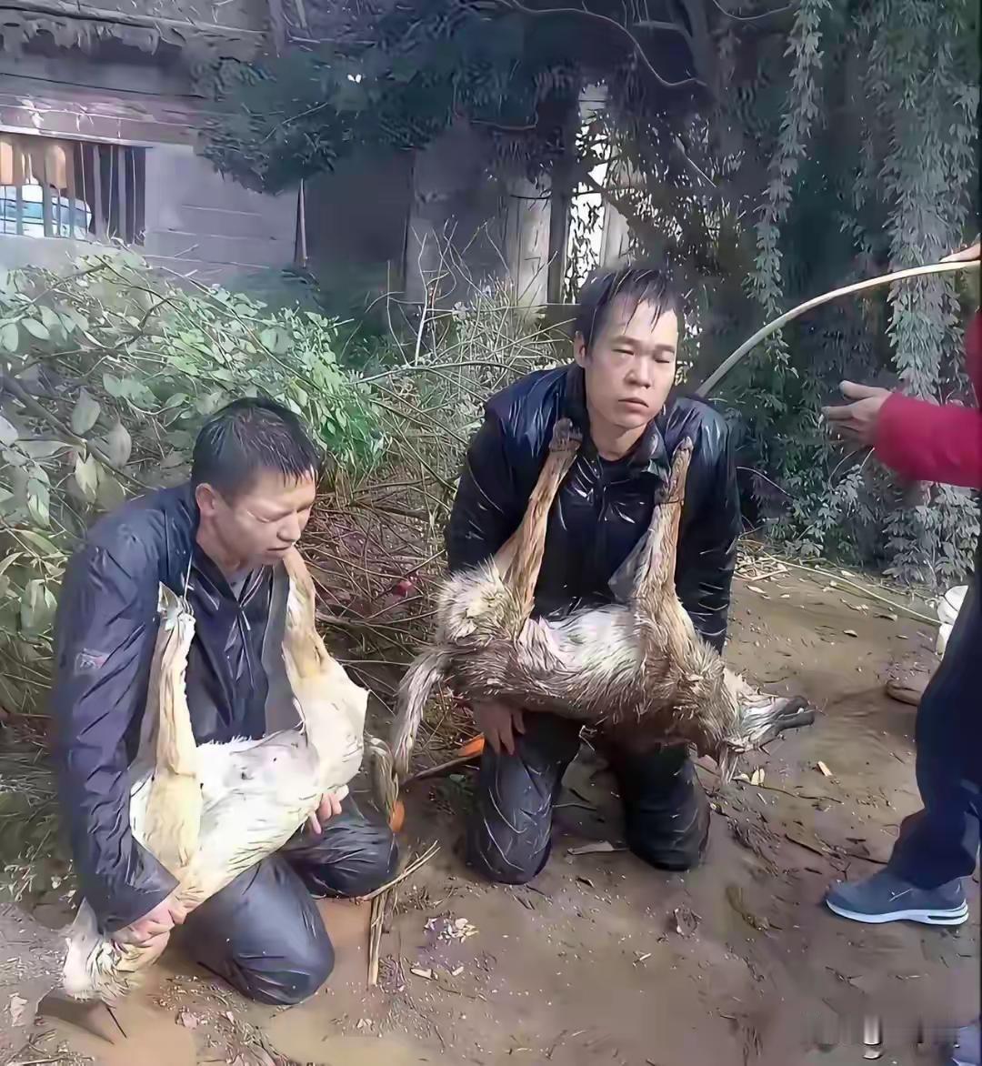这两个货到底做了什么错事了，这么狼狈，还被指指点点。
原来是偷猫偷狗不算贼，现在