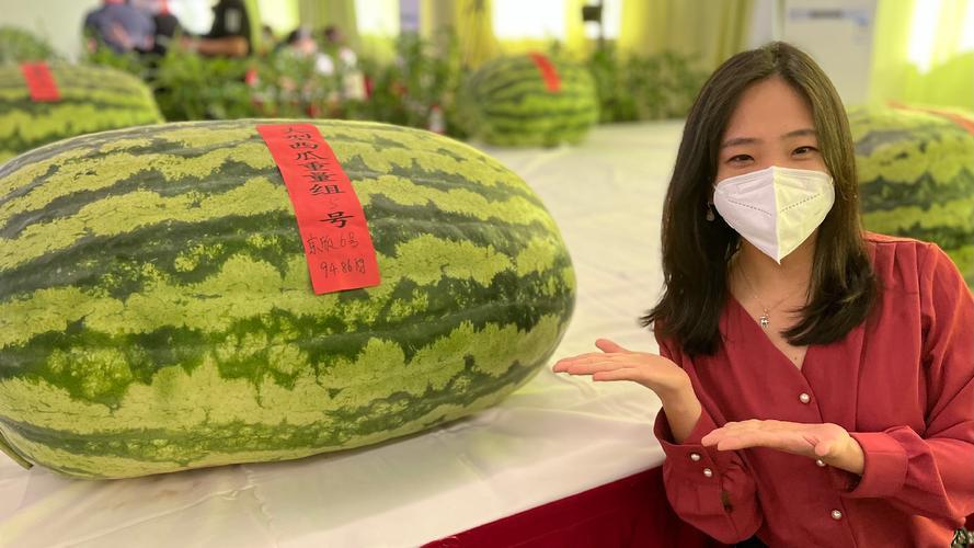 人均GDP超3万美元的韩国，如今却陷入了吃瓜困境，2026年5月韩国单个西瓜均价