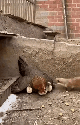 自然界真是一物治一物～[震惊]